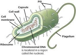 Diagram of a prokaryotic cell with labeled structures
