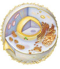 Diagram of a cell with labeled organelles