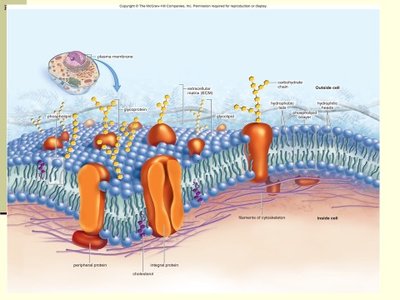 Detailed diagram of the plasma membrane structure