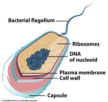 Comparison of prokaryotic and eukaryotic cell structure