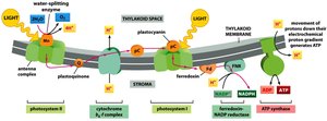 Photosynthesis pathway