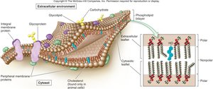 Diagram illustrating homeostasis