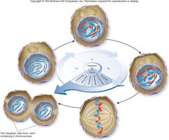 Cell division and development