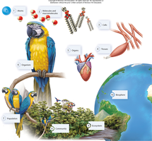 Levels of biological organization from atoms to biosphere