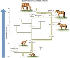 Phylogenetic tree of the three domains of life