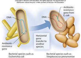 Horizontal gene transfer between bacteria