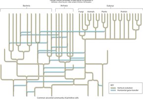 Diagram comparing vertical descent and horizontal gene transfer