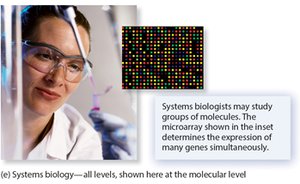 Systems biologists studying gene expression