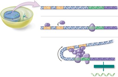 Diagram of transcription factors binding to DNA and facilitating transcription