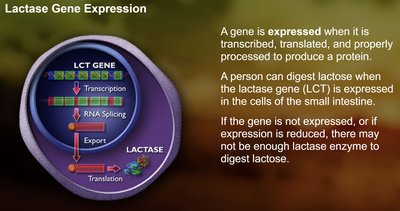 SNP mutation in DNA sequence related to lactase persistence