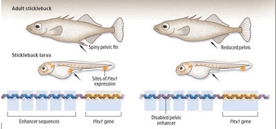 Stickleback fish with spiny pelvic fin and reduced pelvis, showing enhancer sequences and Pitx1 gene expression