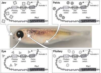 Diagram showing tissue-specific enhancers for Pitx1 gene in stickleback fish
