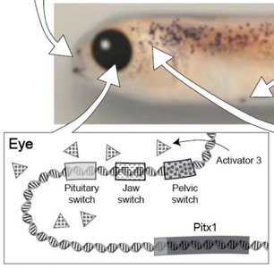 Close-up of eye-specific enhancer for Pitx1 gene