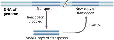 Diagram showing the movement of a transposon within the genome