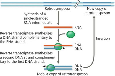 Diagram showing the movement of a retrotransposon via an RNA intermediate and reverse transcription