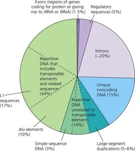 Pie chart of human genome composition, showing proportions of exons, introns, regulatory sequences, repetitive DNA, and other elements