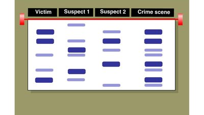 DNA profiling gel showing band patterns for victim, suspects, and crime scene