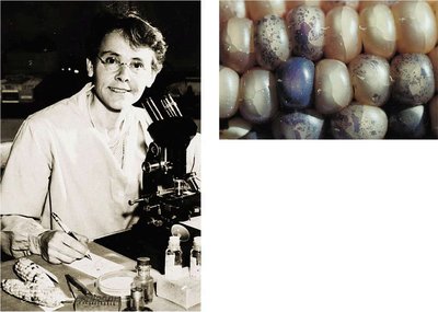 Scientist at microscope and corn kernels with color variation due to transposable elements
