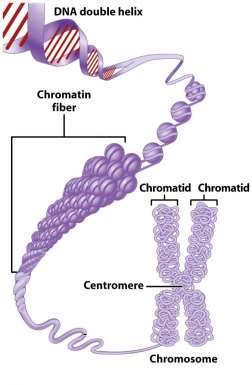 Chromatin fiber and chromosome structure