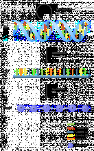 Central dogma: DNA to RNA to protein