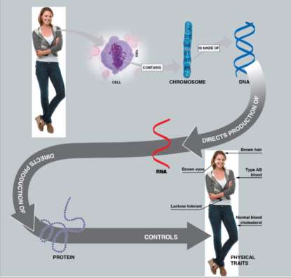 DNA directs RNA, which directs protein synthesis and traits