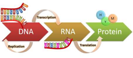 Central dogma: DNA, RNA, Protein