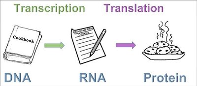 Transcription and translation analogy