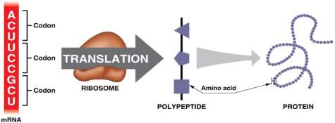 Transcription in nucleus