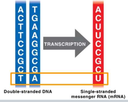 Translation in cytoplasm