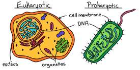 Eukaryotic vs prokaryotic cell structure