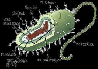 Prokaryotic cell features