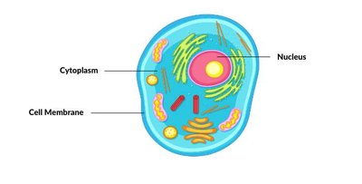 Cell regions: membrane, cytoplasm, nucleus