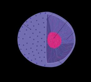 Nucleus structure