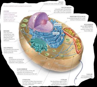 Animal cell model