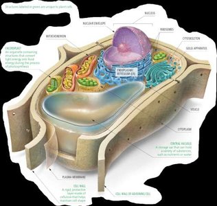 Plant cell model