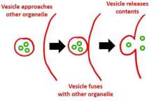 Vesicle transport