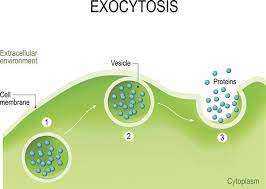 Exocytosis: vesicle releases proteins