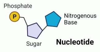 Nucleotide structure