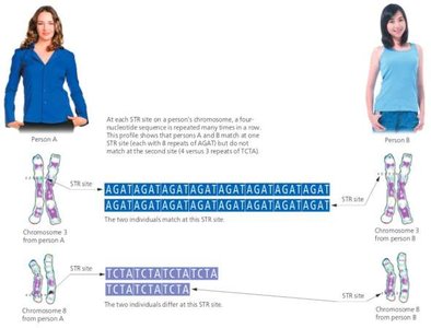 DNA profiling example