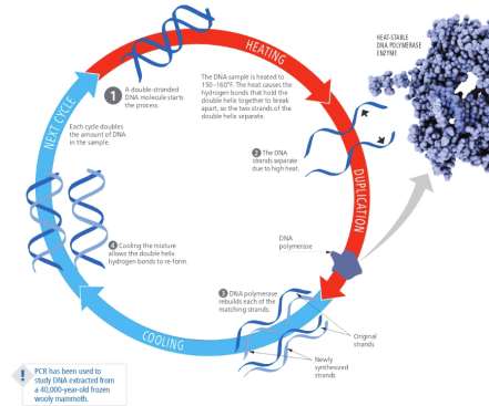 DNA sequencing process