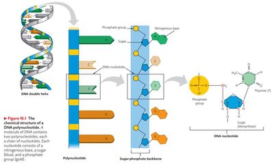 Polynucleotide and DNA double helix structure