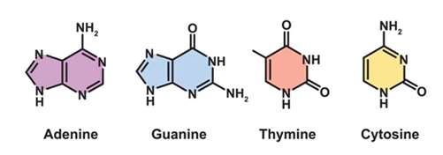 DNA base pairing