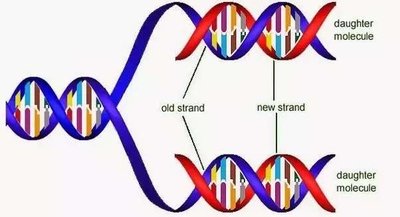 Semi-conservative DNA replication