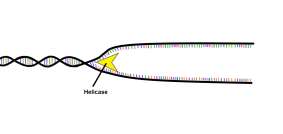 DNA replication fork with helicase
