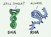 DNA vs RNA single/double stranded