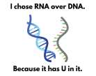 RNA has uracil instead of thymine