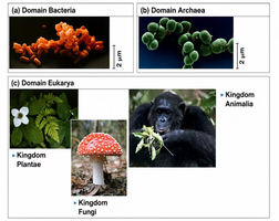 Images of the three domains of life