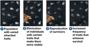 Diagram of natural selection process