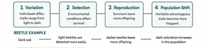 Variation, selection, reproduction, and population shift in beetles