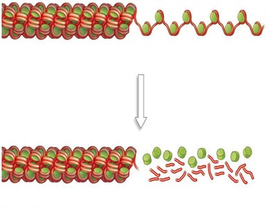 Chromatin remodeling and DNase sensitivity